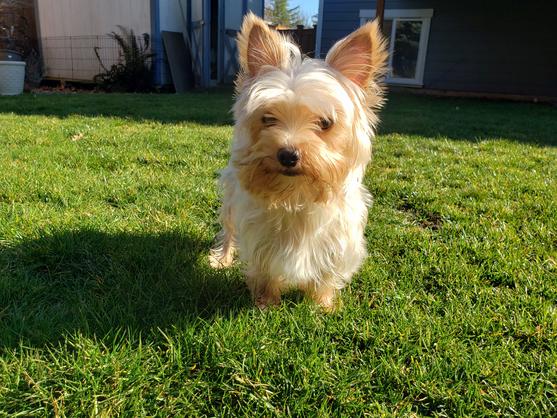 blonde silky terrier